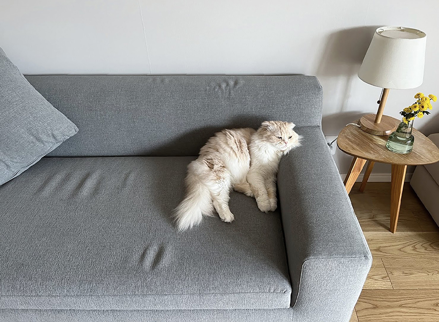 PARASSO(パラッソ）猫と暮らす、グレーのソファ
